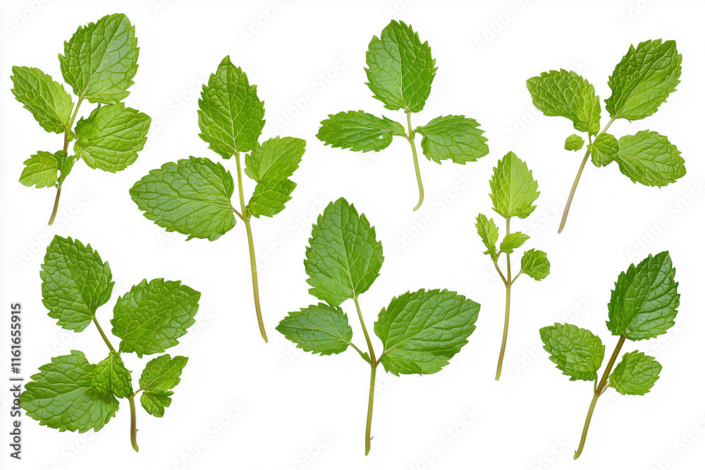 collection of green podina leaves collection of green podina leaves