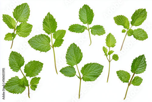 collection of green podina leaves photo