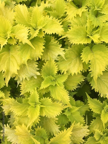 Bright Green Leaves Background