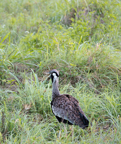 A Northern Black Korhaan Afrotis afraoides), or Black Bustard, in Lumo Conservancy, Kenya  photo