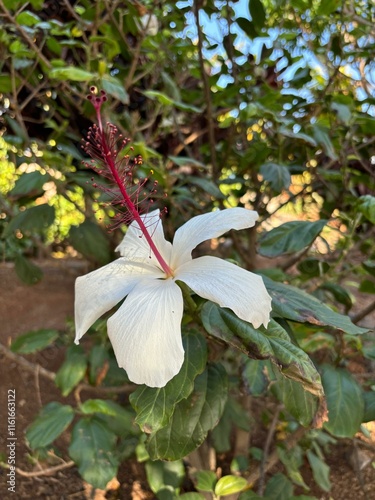 White Hibuscus punaluuensis flower isolated close up in Hawaii, USA  photo