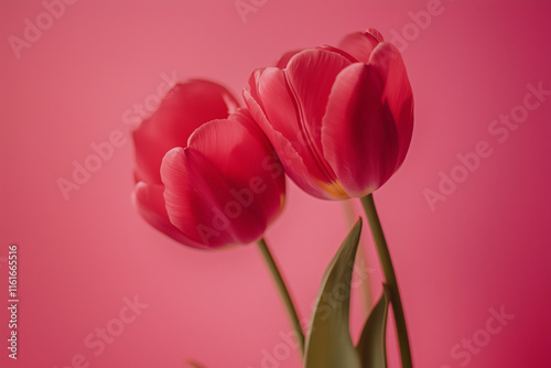 pink tulips