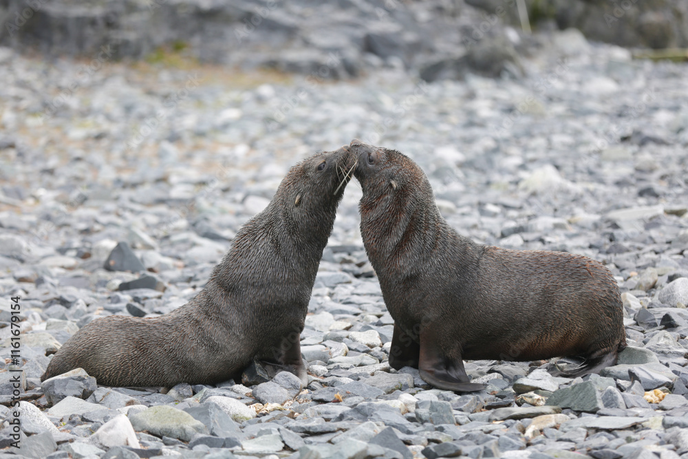 Fototapeta premium Fur Seals in Antarctica