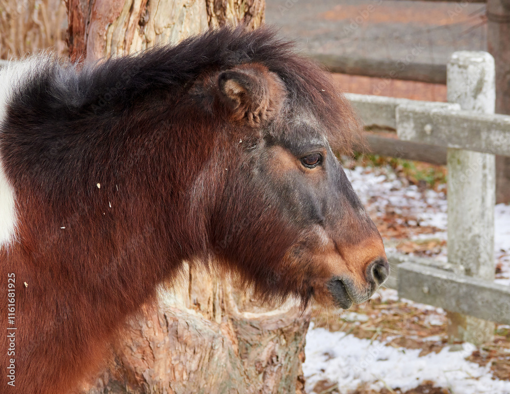 Fototapeta premium 冬の神戸市の六甲山牧場の可愛い馬の様子