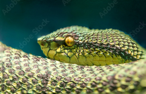 Closeup of a Temple Viper resting on a branch and can be found in Southeast Asia photo