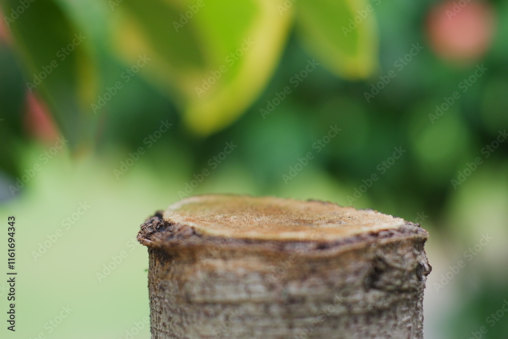 wood cut for product placement with blurred nature background wood cut for product placement with blurred nature background