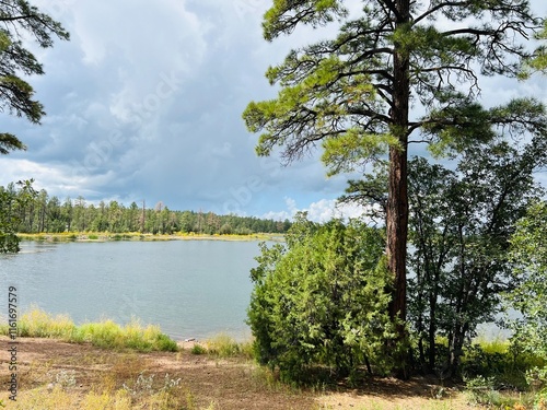 lake and trees