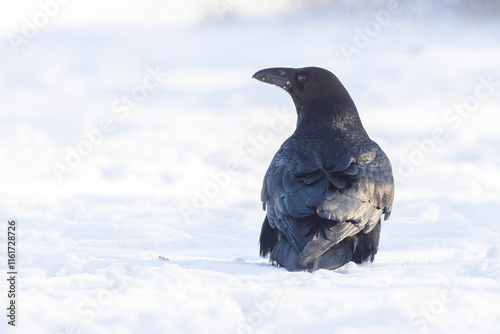  common raven or northern raven (Corvus corax) in winter photo