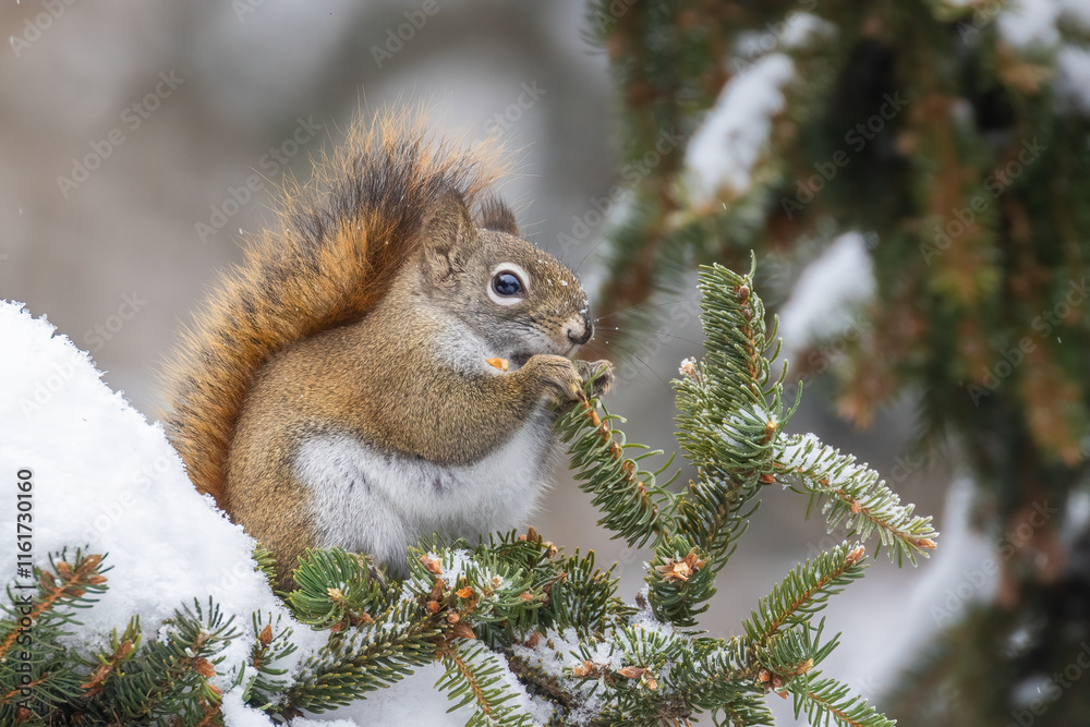 American red squirrel (Tamiasciurus hudsonicus) feeding in winter American red squirrel (Tamiasciurus hudsonicus) feeding in winter