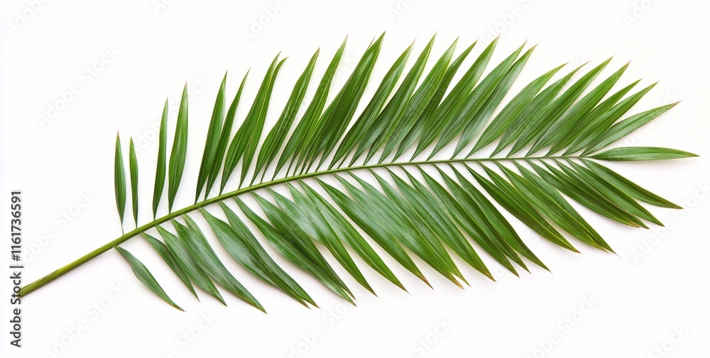 Single green palm frond isolated on white background. Single green palm frond isolated on white background.