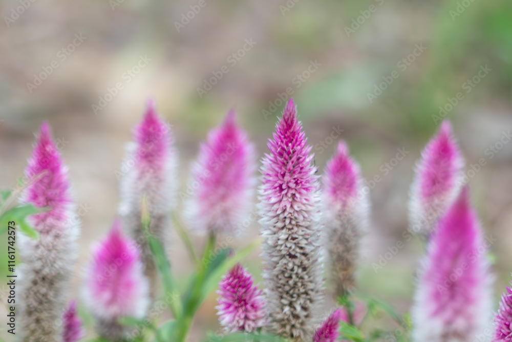 Naklejka premium 柔らかそうなピンクのケイトウ