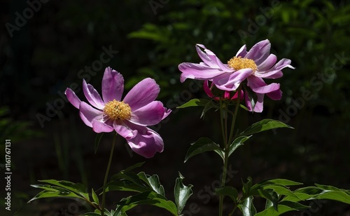 Beautiful close up of blooming peonies showcasing vibrant colors in a lush green garden