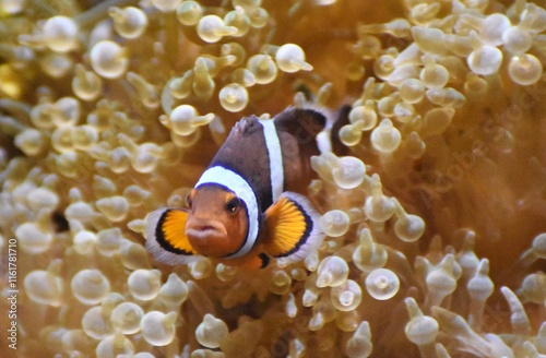 Clownfish, a tropical fish also known as an anemonefish, in a symbiotic relationship with a sea anemone. 