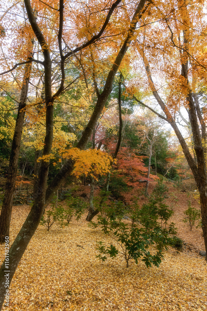 Naklejka premium 紅葉最盛期の成田山新勝寺 