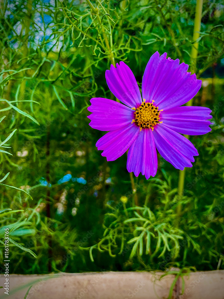 Obraz premium Purple Cosmos flowers in the garden, Natural Beauty, Floral, Outdoor Flower