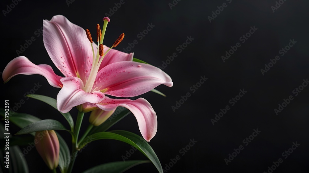 Pink Lily Flower on Black Background: A Stunning Floral Close-Up Pink Lily Flower on Black Background: A Stunning Floral Close-Up