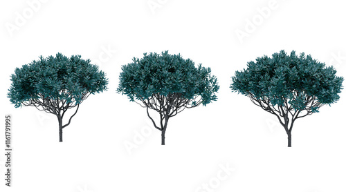 Texas sage flower bush on transparent background png. 3D rendering