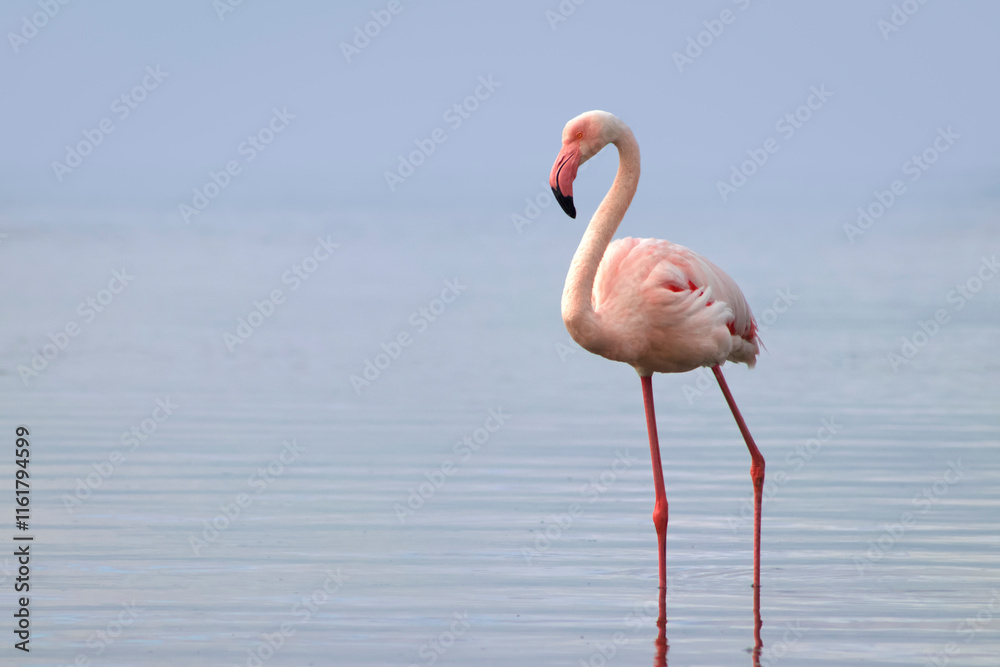 Obraz premium Wild African birds. A lone great African flamingo on a blue lagoon against a bright sky background