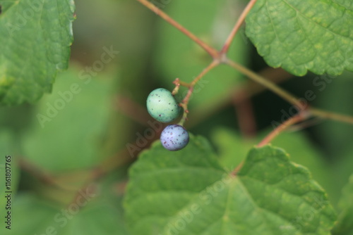 紫に色付き始めたノブドウの実 photo