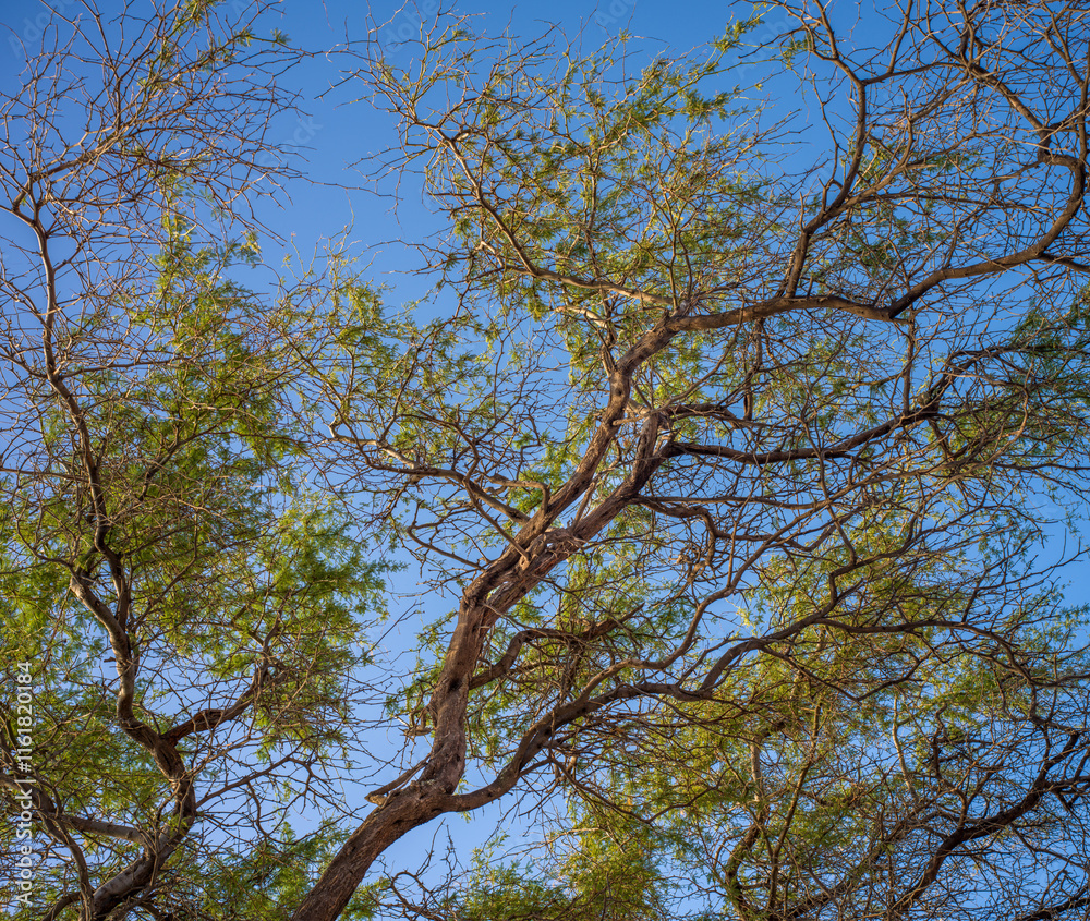 Old Growth Olive Tree with Brown Branches and Green Leaves Under Blue Sky. Old Growth Olive Tree with Brown Branches and Green Leaves Under Blue Sky.