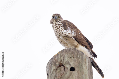 Cooper's hawk (Astur cooperii), young, in Sarasota, Florida photo