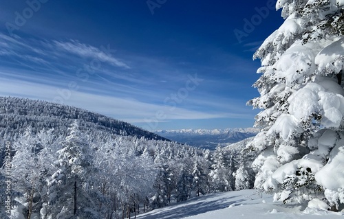 snow covered trees photo