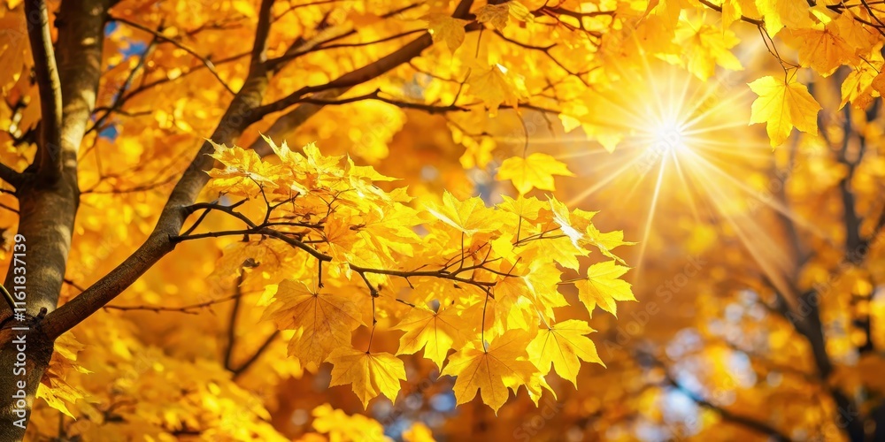 Sunlight shining through vibrant yellow autumn leaves in a tree , autumn, foliage, vibrant, yellow, leaves, sunburst, sunlight Sunlight shining through vibrant yellow autumn leaves in a tree , autumn, foliage, vibrant, yellow, leaves, sunburst, sunlight