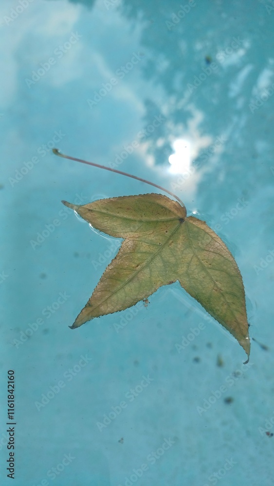 Obraz premium Yellow leaf floating in the pool