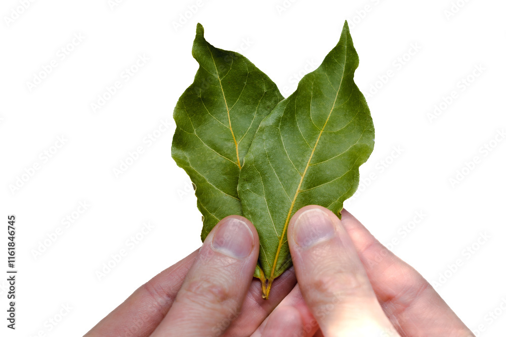 Hand holding dried bay leaves, laurus nobilis Hand holding dried bay leaves, laurus nobilis
