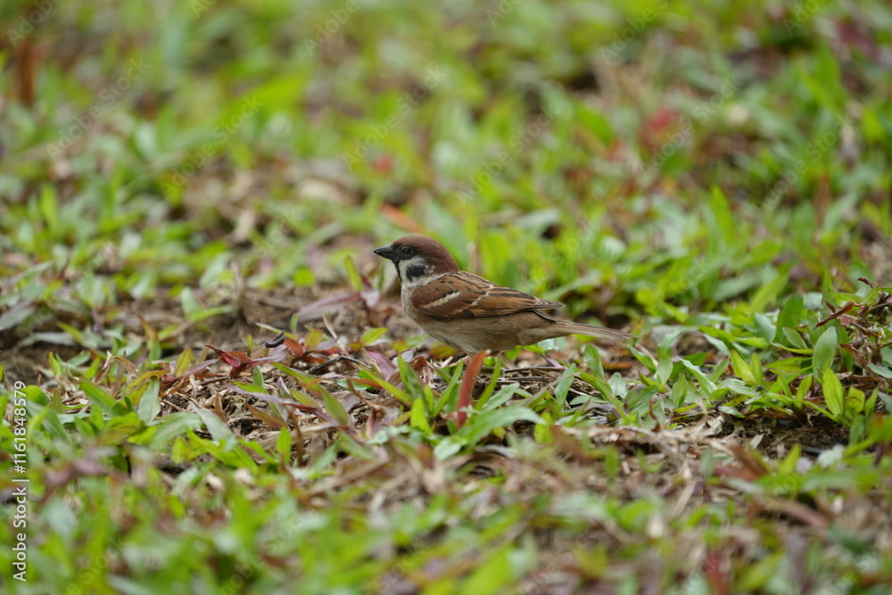 The Eurasian tree sparrow (Passer montanus) is a passerine bird in the sparrow family with a rich chestnut crown and nape and a black patch on each pure white cheek. The Eurasian tree sparrow (Passer montanus) is a passerine bird in the sparrow family with a rich chestnut crown and nape and a black patch on each pure white cheek.