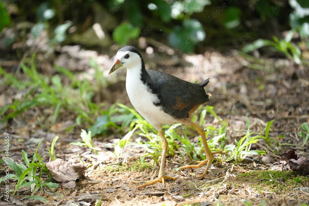 The White-breasted Waterhen (Amaurornis phoenicurus) is a bird species belonging to the Rallidae family, commonly known as the waterhen or swamp hen. The White-breasted Waterhen (Amaurornis phoenicurus) is a bird species belonging to the Rallidae family, commonly known as the waterhen or swamp hen.