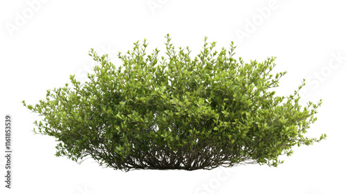 Green bush transparent background photo