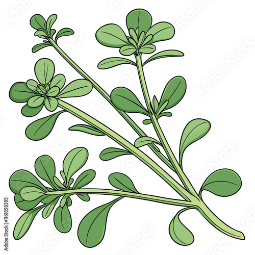 Purslane Vector Illustration Isolated on White Background with Detailed Line Art