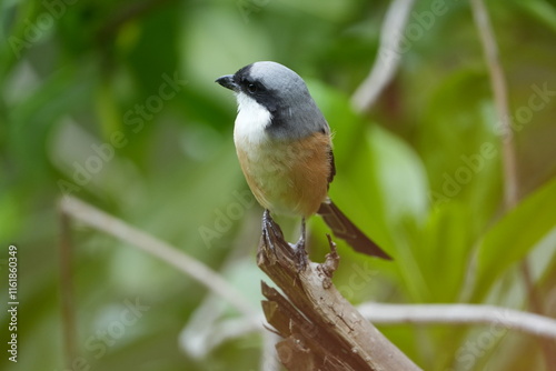 The Grey-backed Shrike (Lanius tephronotus) is a medium-sized passerine bird belonging to the shrike family, Laniidae. It is admired for its sharp hunting skills and striking plumage photo