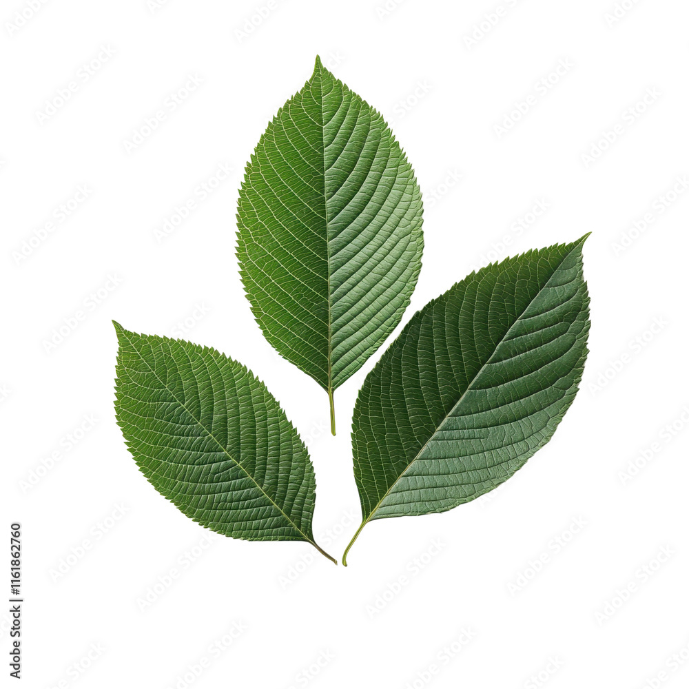 Green leaves with intricate textures, isolated on a white background. Green leaves with intricate textures, isolated on a white background.