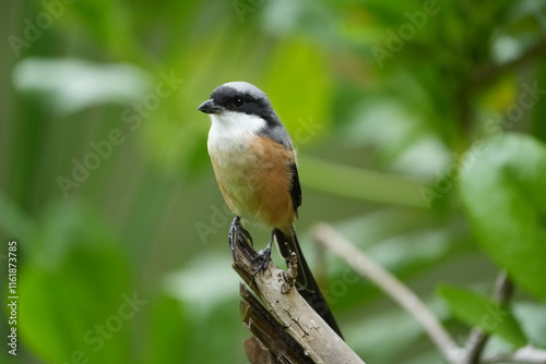 The Grey-backed Shrike (Lanius tephronotus) is a medium-sized passerine bird belonging to the shrike family, Laniidae. It is admired for its sharp hunting skills and striking plumage photo