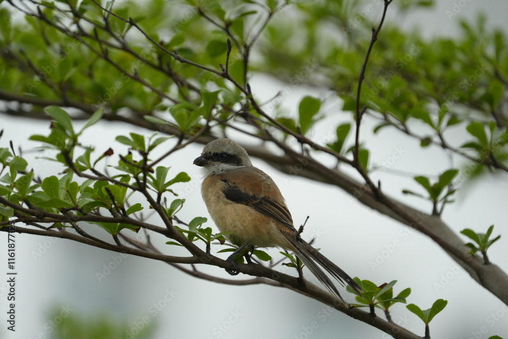 The Grey-backed Shrike (Lanius tephronotus) is a medium-sized passerine bird belonging to the shrike family, Laniidae. It is admired for its sharp hunting skills and striking plumage The Grey-backed Shrike (Lanius tephronotus) is a medium-sized passerine bird belonging to the shrike family, Laniidae. It is admired for its sharp hunting skills and striking plumage