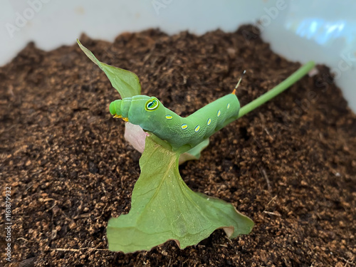 closeup little green glassworm eating leaf on soil photo