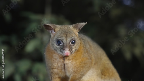a close up front on night shot of a coppery brushtail possum at a rainforest in north qld, australia