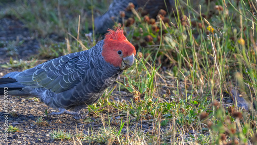 a close up shot of a male gang-gang cockatoo feeding on the ground in kosciuszko national park in the snowy mountains of nsw, australia