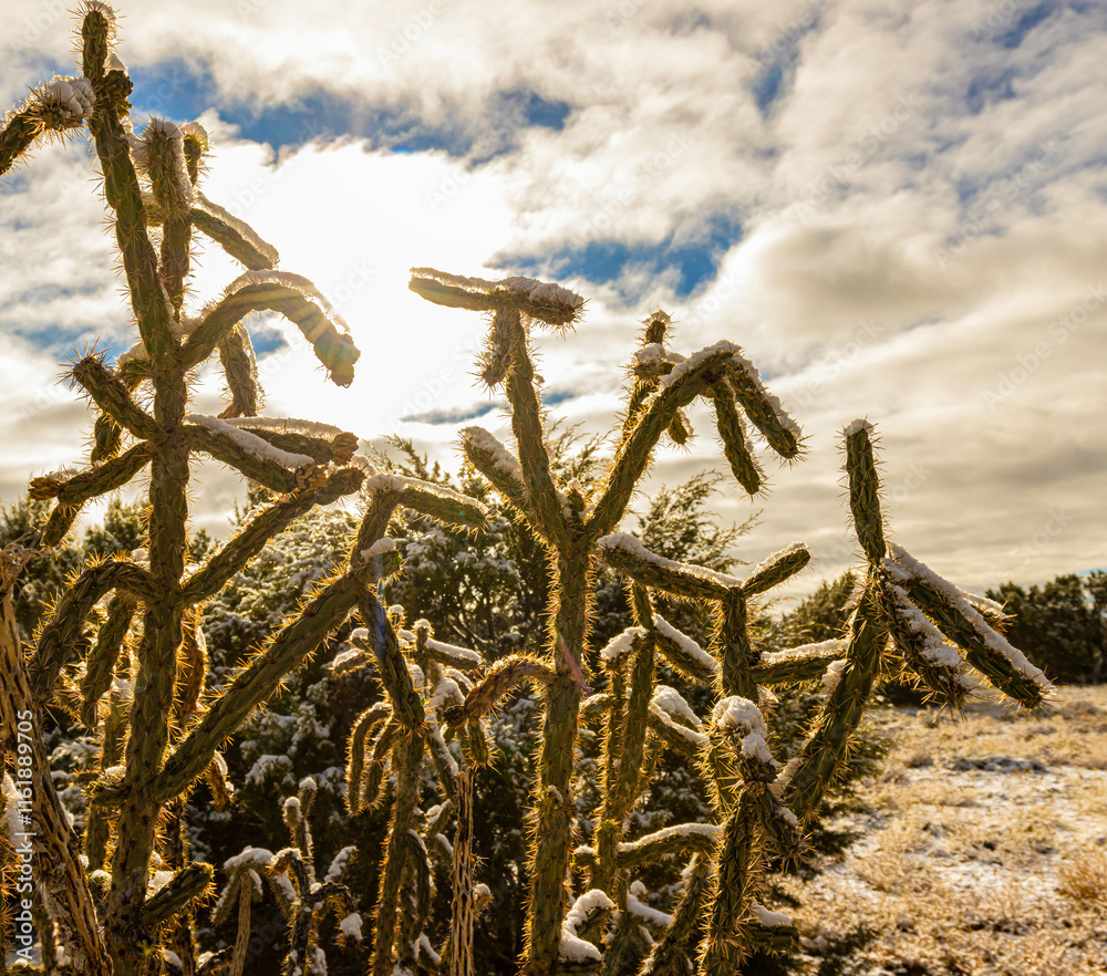 Fototapeta premium Fresh Snowfall on Cholla Cactus, La Cieneguilla Petroglyphs, Santa Fe, New Mexico, USA