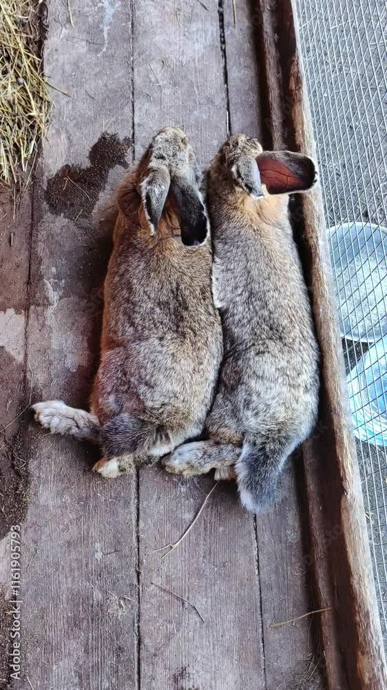 A brown cute rabbits resting on a sunny day at a farm. A brown cute rabbits resting on a sunny day at a farm.