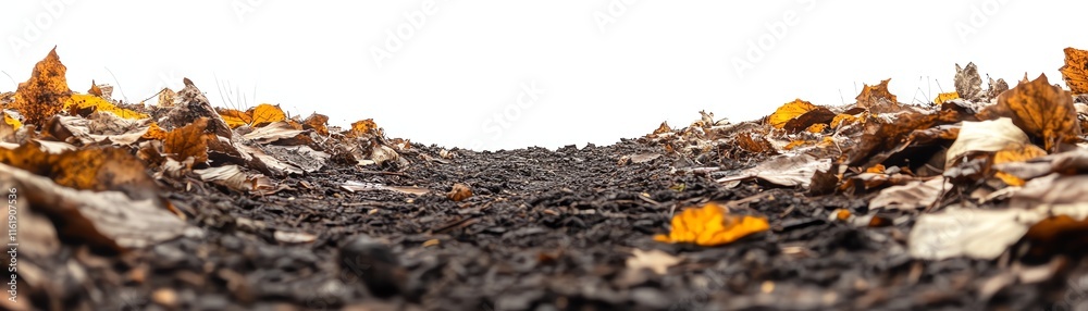 Ground covered with fallen leaves, white isolate background Ground covered with fallen leaves, white isolate background