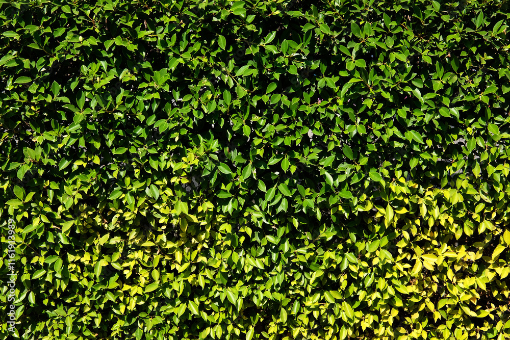 green background green background