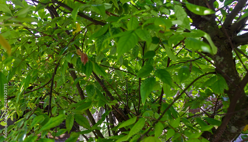 Obraz premium Green Leaf Texture of Starfruit Plant