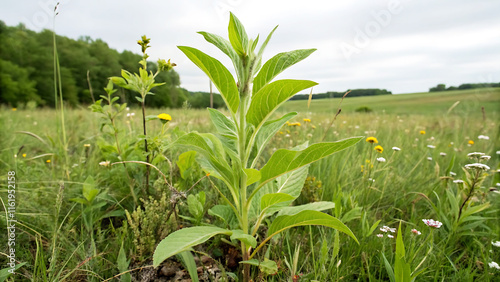Wallpaper Mural Young Cassava Plant Growing in Lush Green Hills of a Scenic Countryside Landscape Torontodigital.ca
