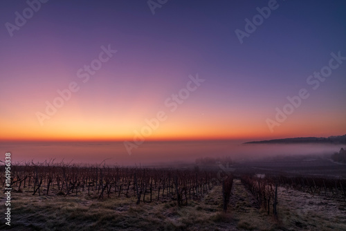 Wallpaper Mural sunrise in a vineyard in winter Torontodigital.ca