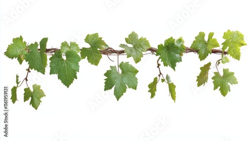 Vine branch with green leaves isolated on white background.