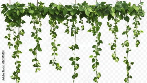 Lush green vines hanging isolated on white background.