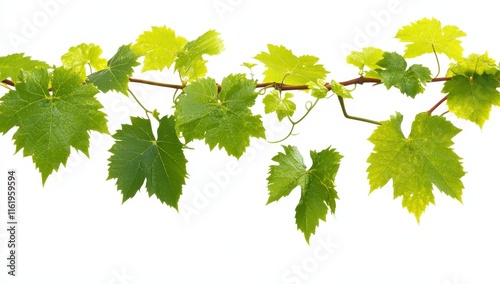 Lush green grapevine branch with vibrant leaves isolated on white background. (2) photo